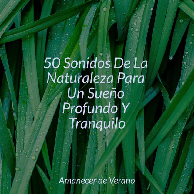 50 Sonidos De La Naturaleza Para Un Sueño Profundo Y Tranquilo - Piano Suave Relajante