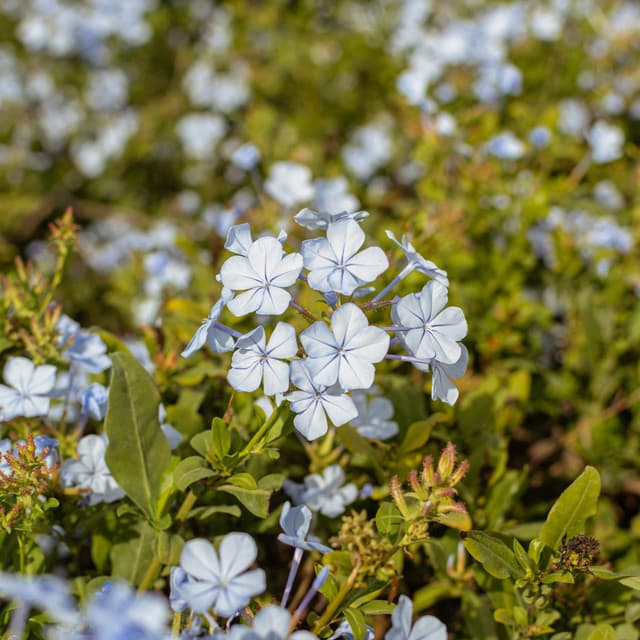 100 Waves: Mental Oasis - Nature Sound Collection