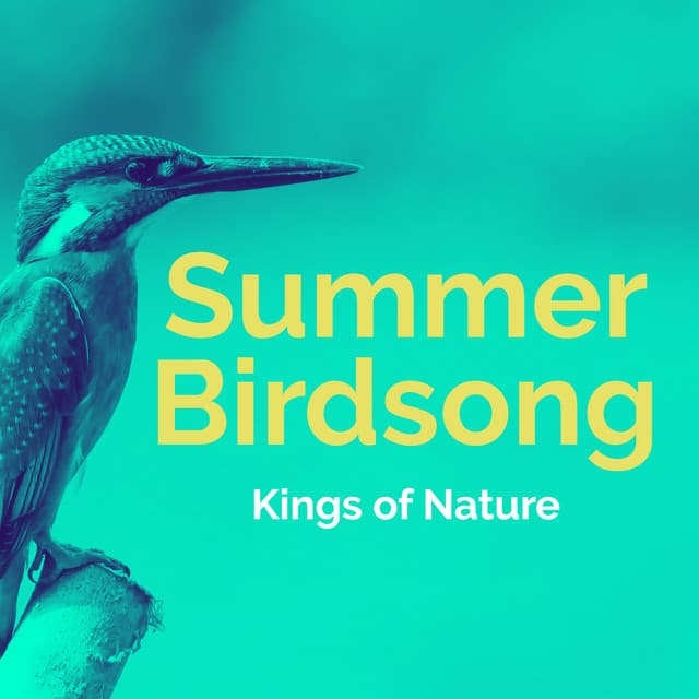 Summer Birdsong - Kings of Nature