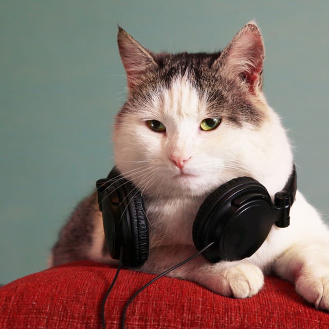 Purr-fect Peaceful Melodies: Music For Cats - Calm Music