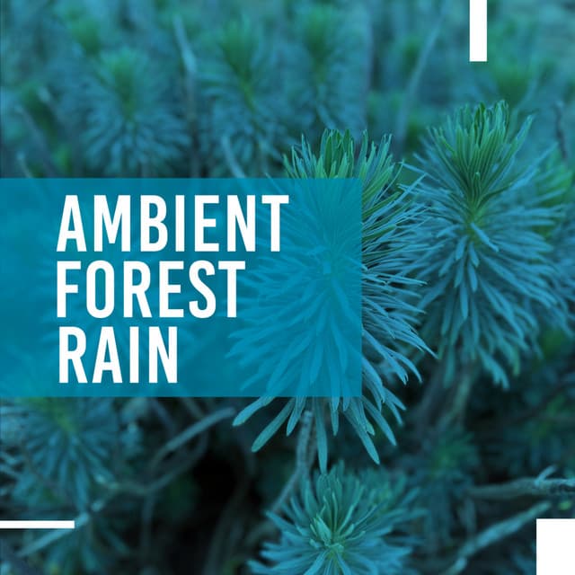 Ambient Forest Rain - Rainforest Sounds