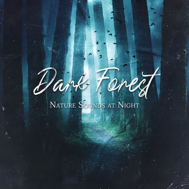 Dark Forest Organic Vibes at Night - Jardim Zen