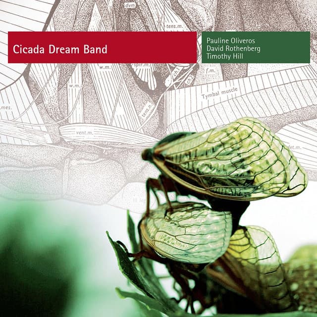 Cicada Dream Band - Pauline Oliveros