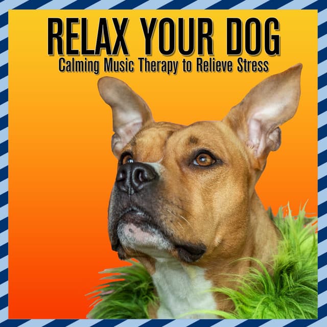 Relax Your Dog: Calming Music Therapy to Relieve Stress - Dog Music Dreams