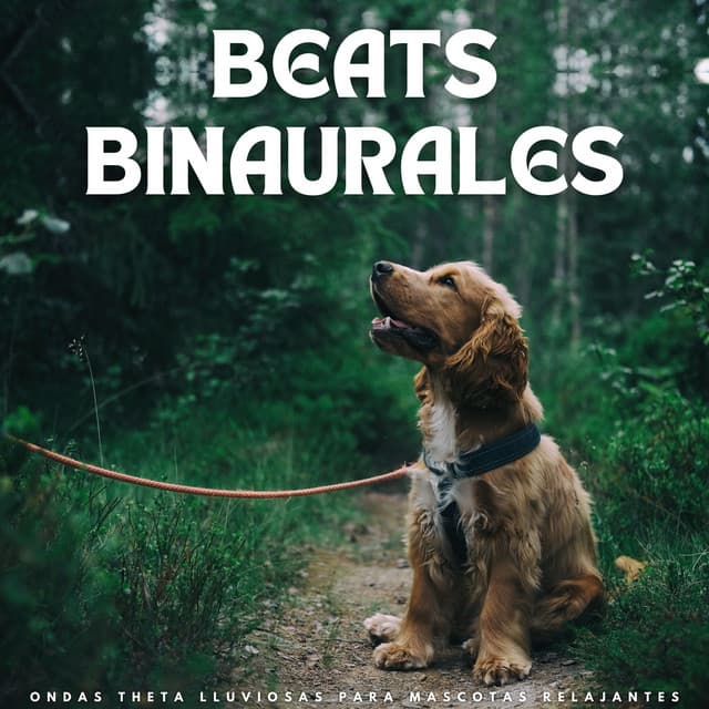 Beats Binaurales: Ondas Theta Lluviosas Para Mascotas Relajantes - Frecuencias Binaurales