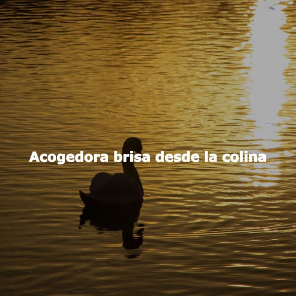 Acogedora brisa desde la colina - Coffee & Jazz