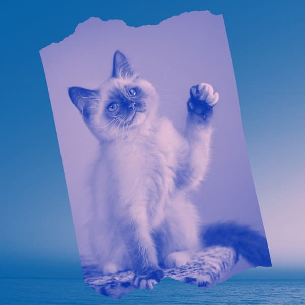 Backdrop for Funny Kitten - Cat Music Therapy