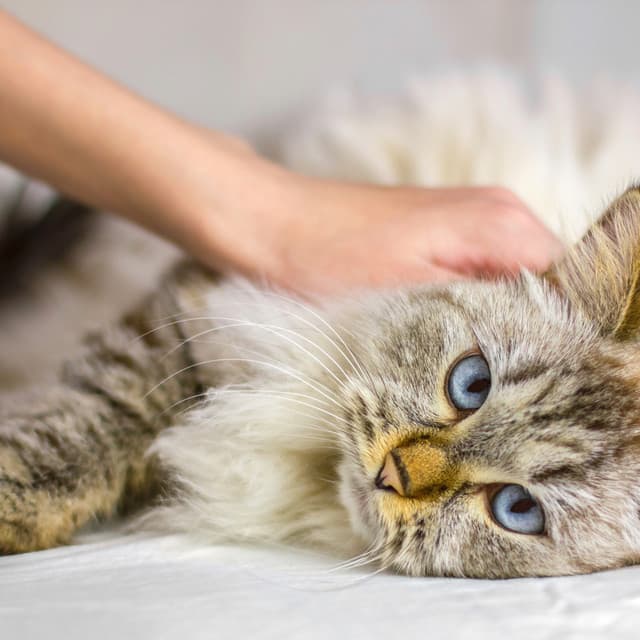 Ultimate Deep Cat Relaxation