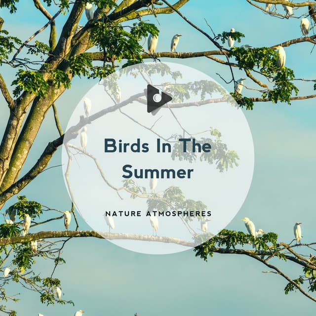 Birds In The Summer - Nature Atmospheres