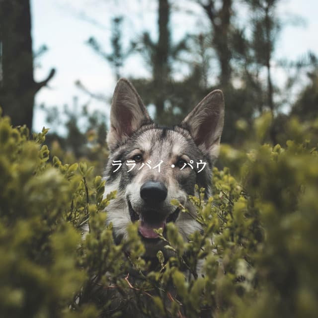 ララバイ・パウ - Early Morning Jazz Playlist