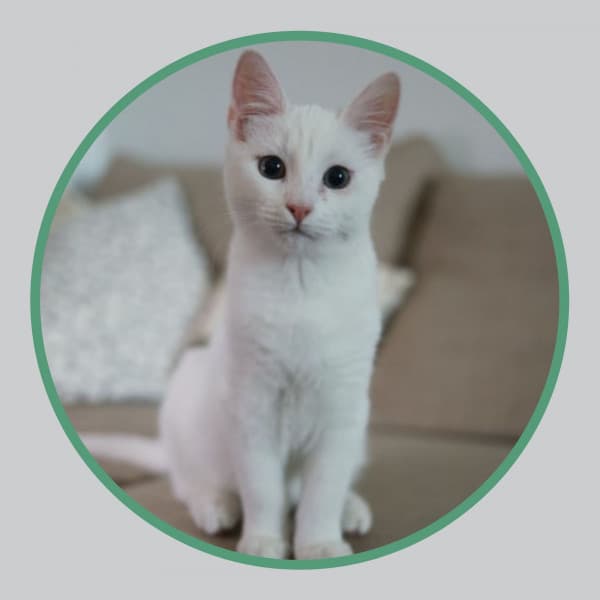 Acoustic Smooth Jazz Guitar - Ambiance for A Quiet Cat - Calm Music for Cats