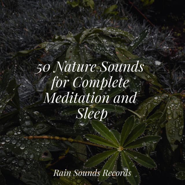 50 Nature Sounds for Complete Meditation and Sleep - Rain Sound Studio
