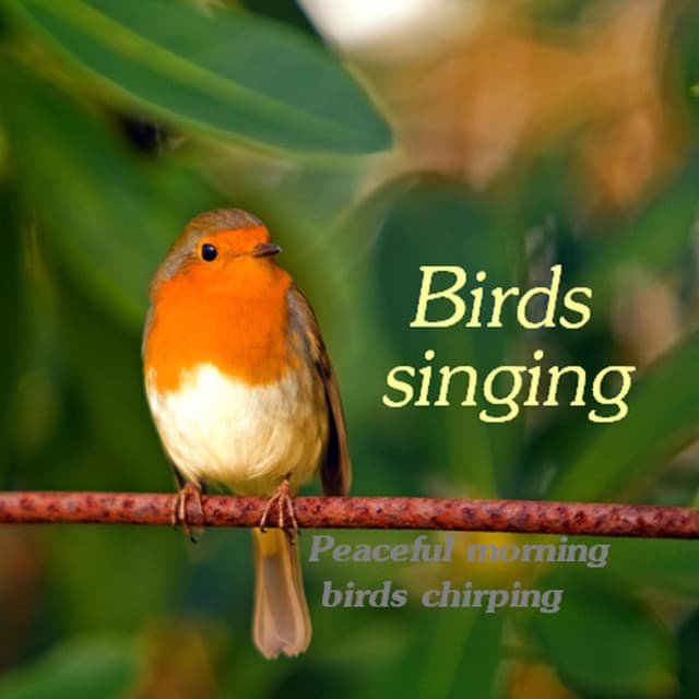 Birds Singing Peaceful Morning Birds Chirping - Auge Espiritual