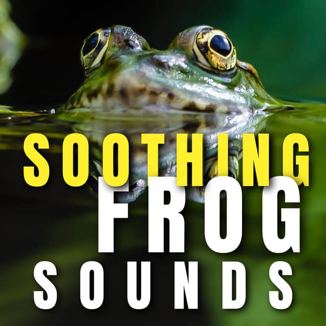 Soothing Frog Sounds - Frog Sounds