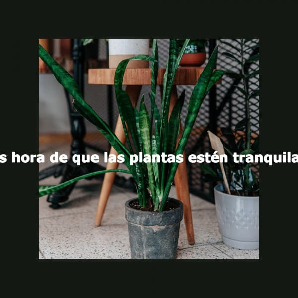 Es hora de que las plantas estén tranquilas - Gentle Morning Music