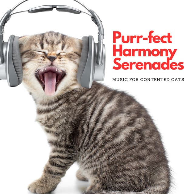 Purr-fect Harmony Serenades: Music For Contented Cats - Happy Afternoon Music