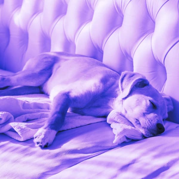 Music for Doggy Luxury - Calming Dog Jazz Classics