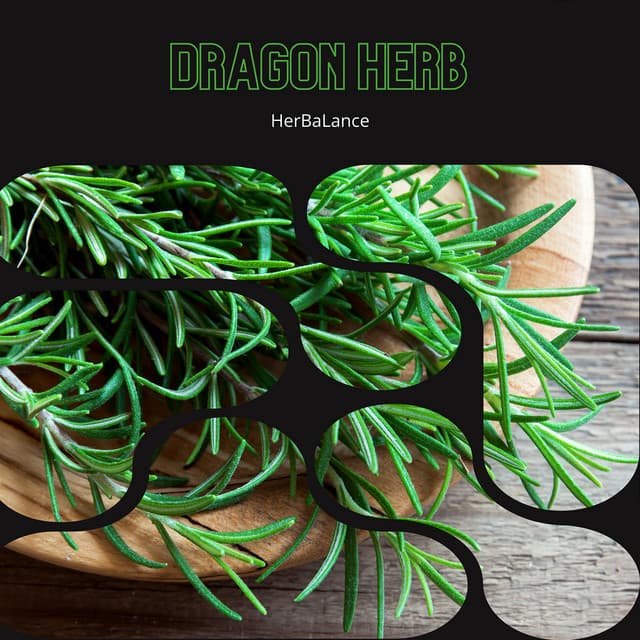 Dragon Herb: The Mystery of Echinacea - HerBaLance