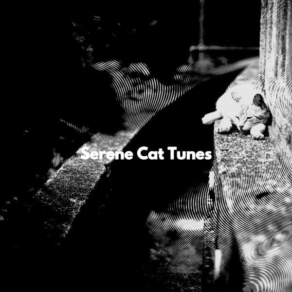 Serene Cat Tunes - Tranquilo Musica Relajante de Guitarra