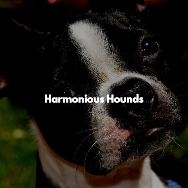 Harmonious Hounds - Musica para Perros