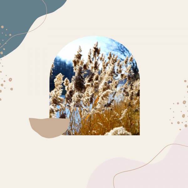 Backdrop for Resting Easy - Mattina Jazz