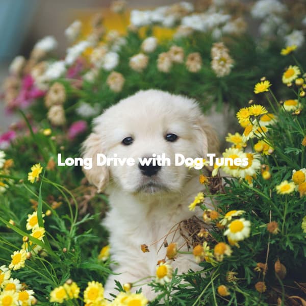Long Drive with Dog Tunes - Doggy Relaxing Sounds
