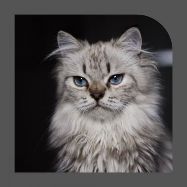 Feelings for Scratching Cats - Cat Relax