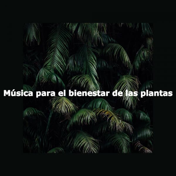 Música para el bienestar de las plantas - Toronto Coffee Shop Jazz