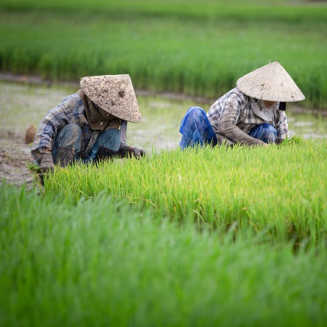 Serene Productivity: Nature's Rain Melodies for Workdays Relaxation - Rain Mood