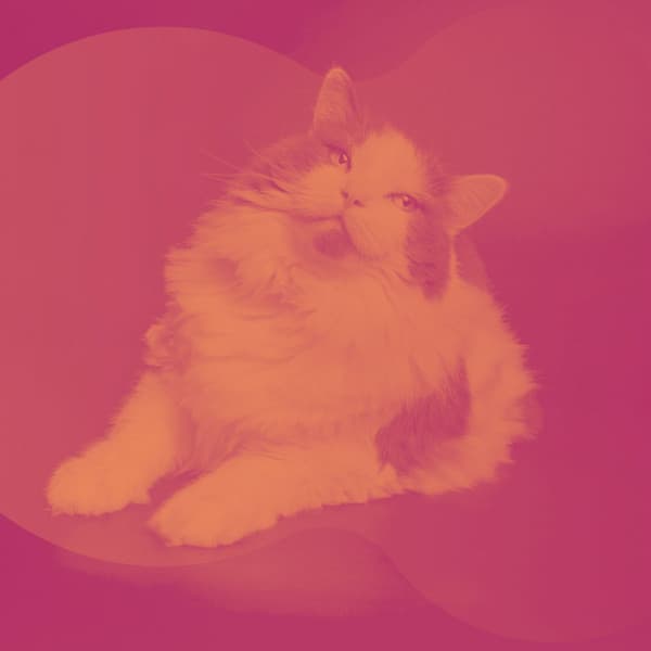 Lonely Cats - Music - For Cats Only