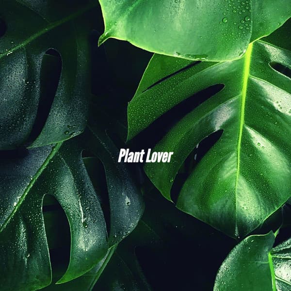 Plant Lover - Smooth Dinner Jazz