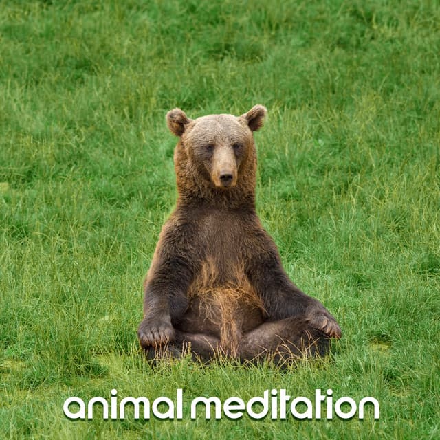 Animal Meditation: Fauna Contemplation - Natural Samples