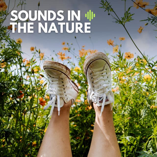 Sounds in the Nature - Rain Sounds Nature Collection