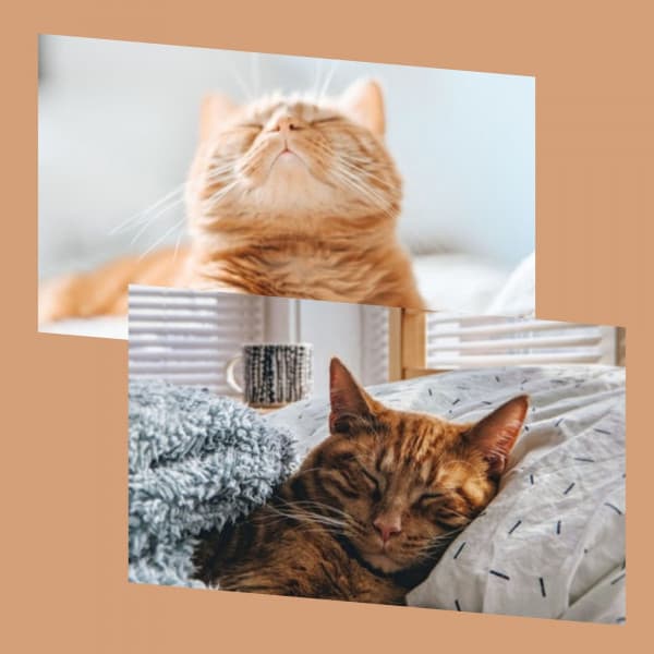 Echoes of Sleepy Kitten - Cat Relax