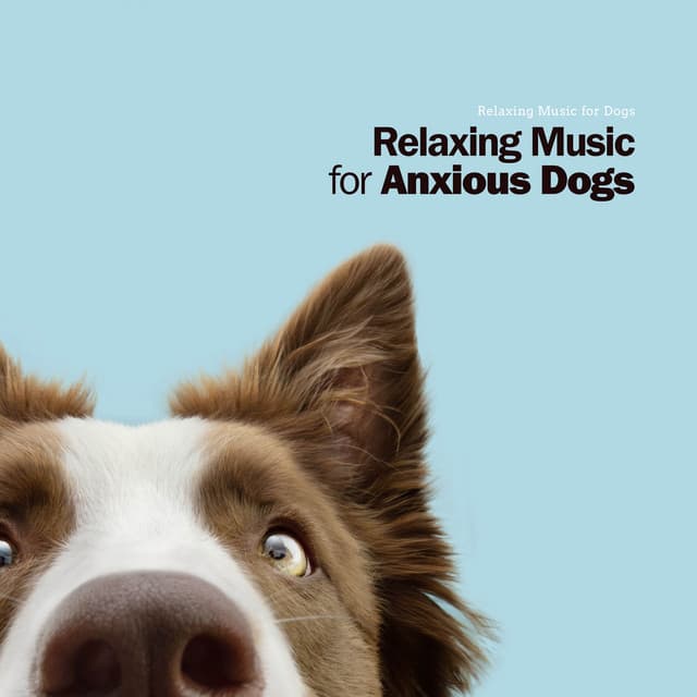Relaxing Music for Anxious Dogs - Relaxing Music for Dogs