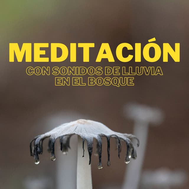 Meditación Con Sonidos De Lluvia En El Bosque - Sonidos de lluvia tranquila