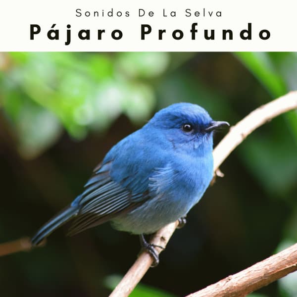 1 Pájaro Profundo - Sonidos De La Selva