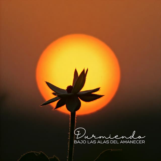Durmiendo Bajo las Alas del Amanecer - Zona Música Relaxante