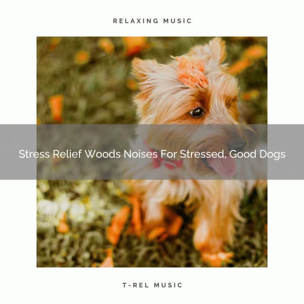 Stress Relief Woods Noises For Stressed, Good Dogs - Dog Total Relax