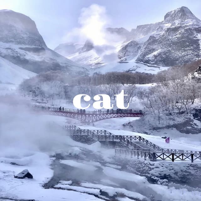 cat - Piano Dreamers