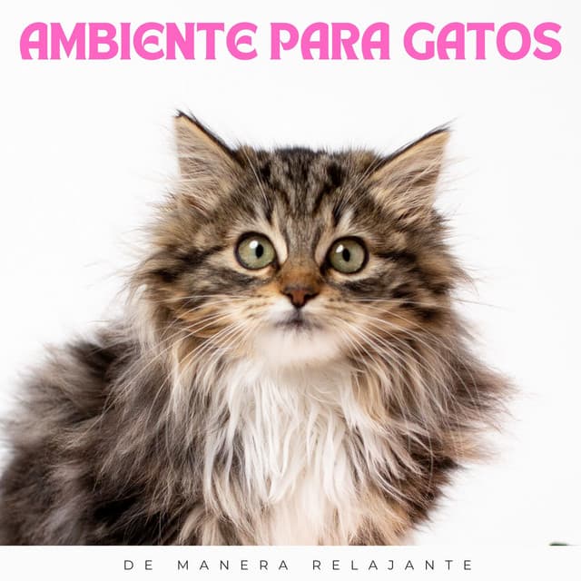 Ambiente Para Gatos: De Manera Relajante - Música para Desayuno