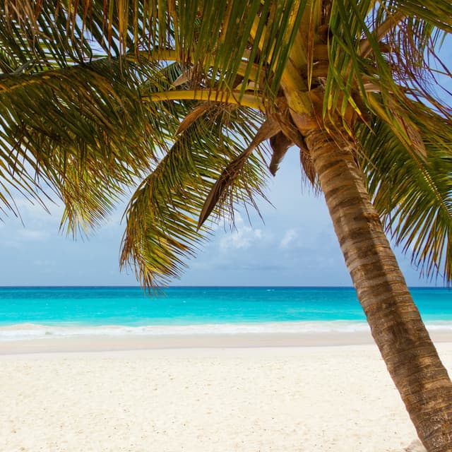 Sorrowful Sunset Symphony - Woodland Friends