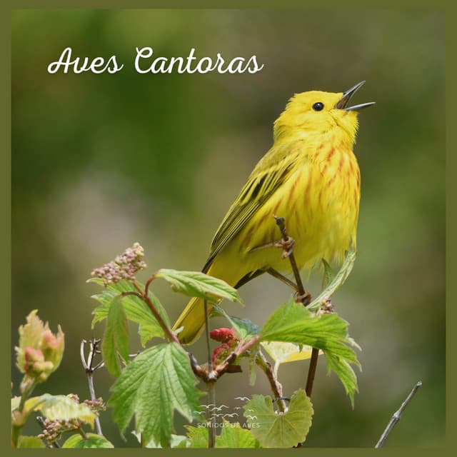 Aves Cantoras - Sonidos De Aves