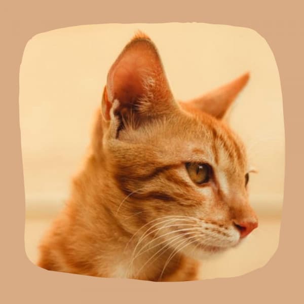 Quintet Jazz - Music for Sitting Back Cats - Calm Music for Cats