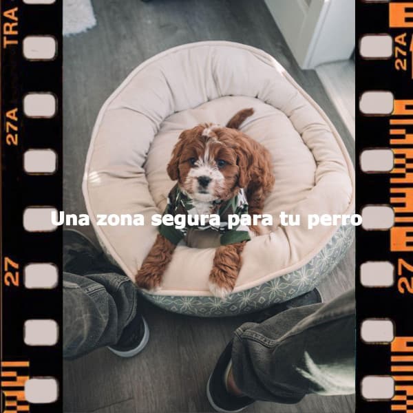 Una zona segura para tu perro - Weekend Jazz Chillout