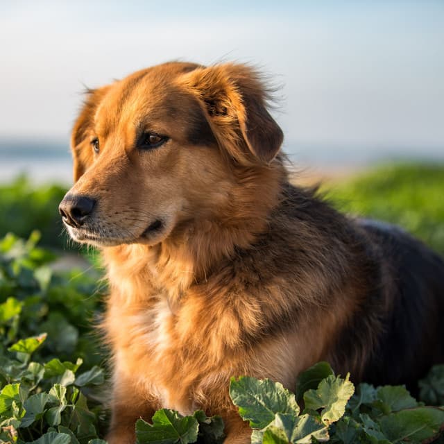 Soothing Dog Moments with Ambient Rain - Heavy Rain Sounds
