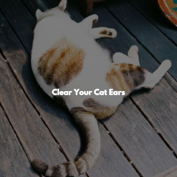 Clear Your Cat Ears - Trabajar desde Casa Background Musica