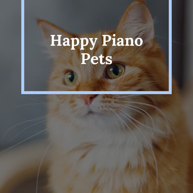 Happy Piano Cat - Cat Music