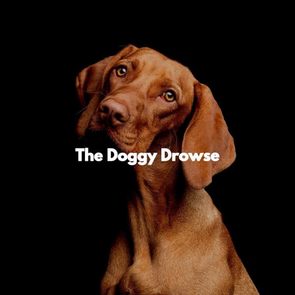 The Doggy Drowse - Coffee House Jazz Radio