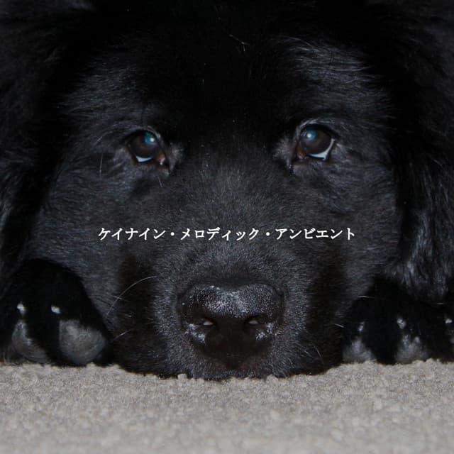 ケイナイン・メロディック・アンビエント - Música de Oficina